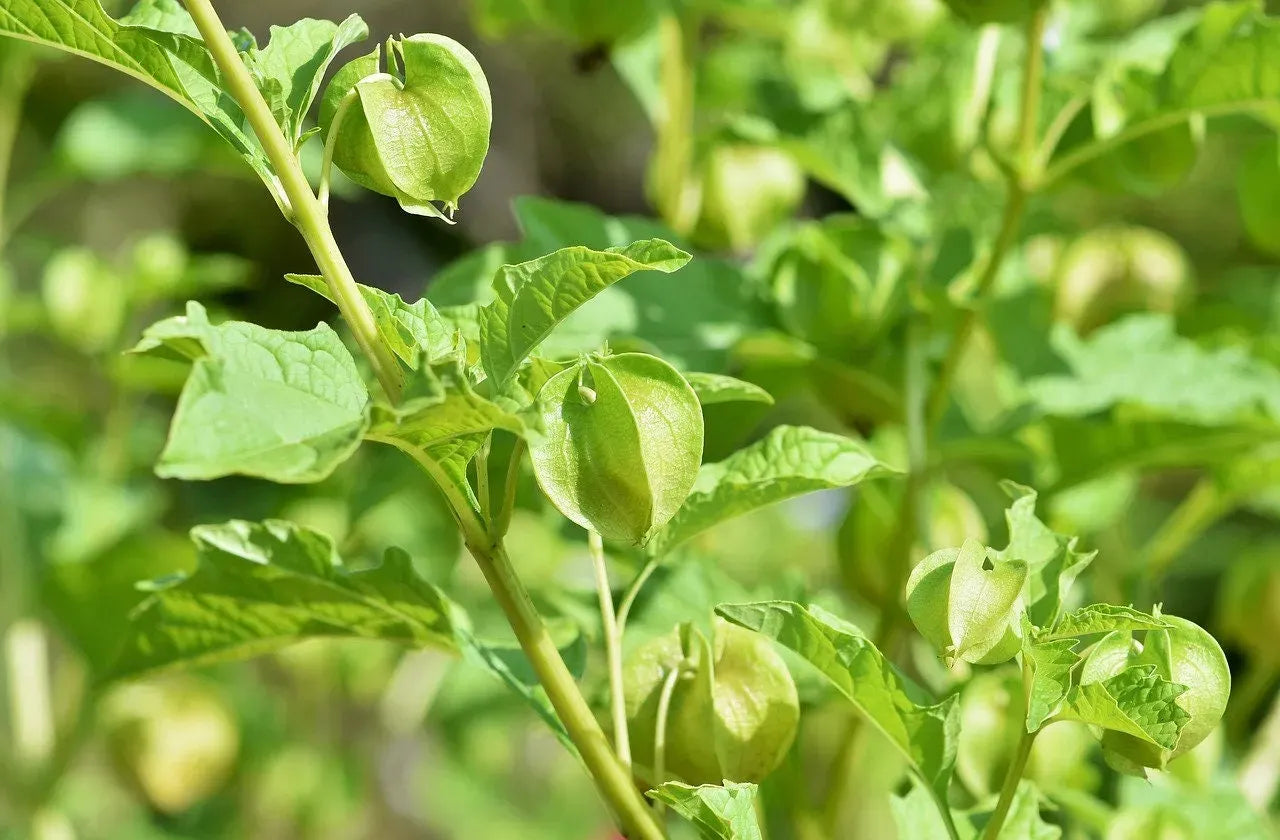 🎉65% OFF💥🔥Lantern Cherry Seeds🍓🍒Winter Ground Cherry-Strawberry Ground Cherry