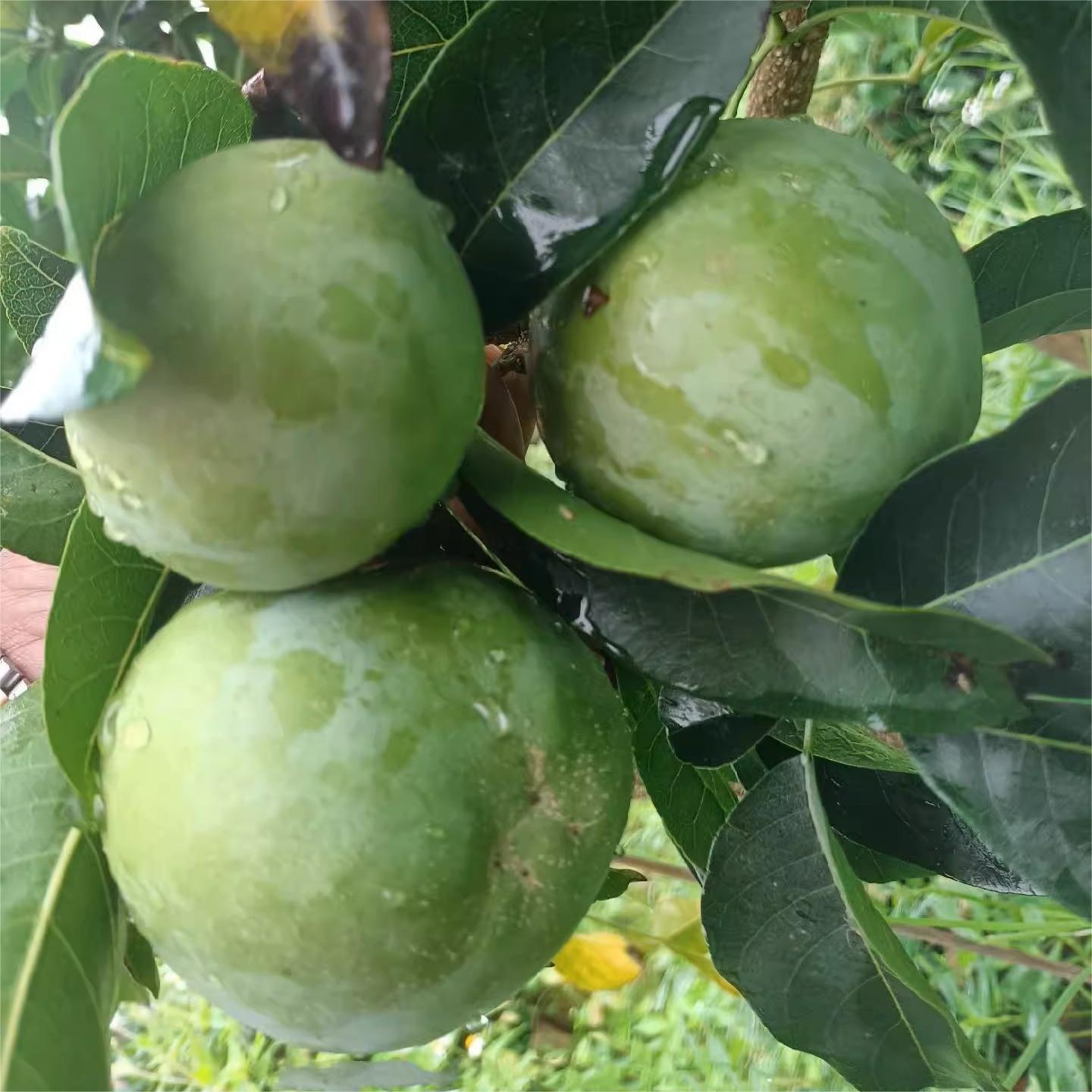 🍨 Ice Cream Fruit – White Persimmon 🍃Seeds