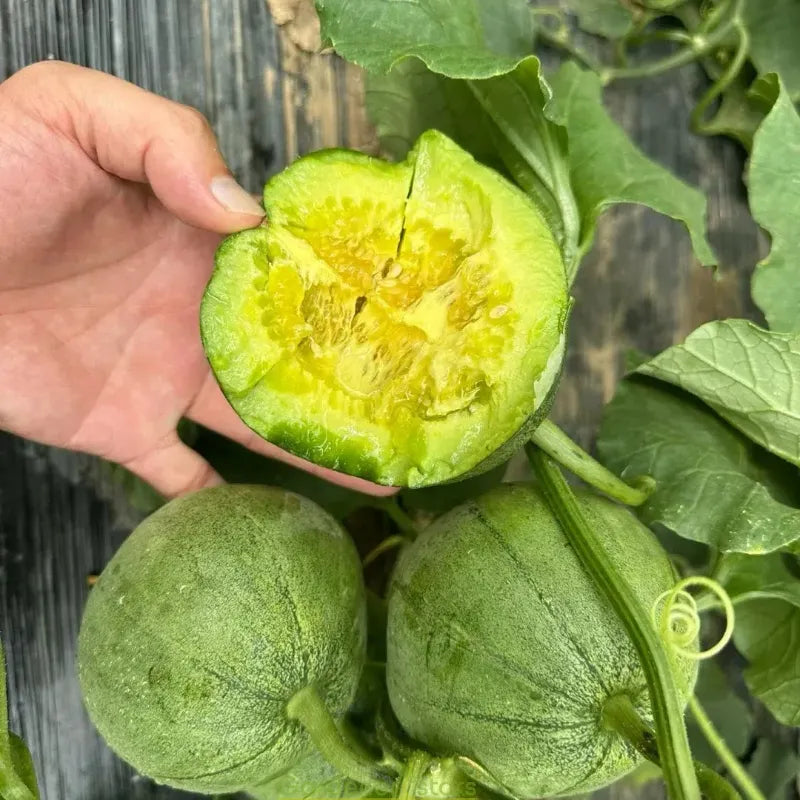 Emerald Melon Seeds