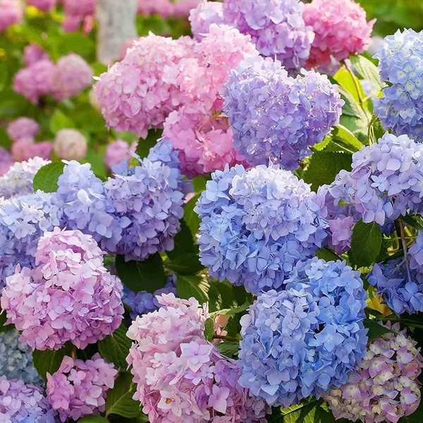 🔥 Limited Edition! Red. White & Blue Hydrangeas for America's 250th 🇺🇸