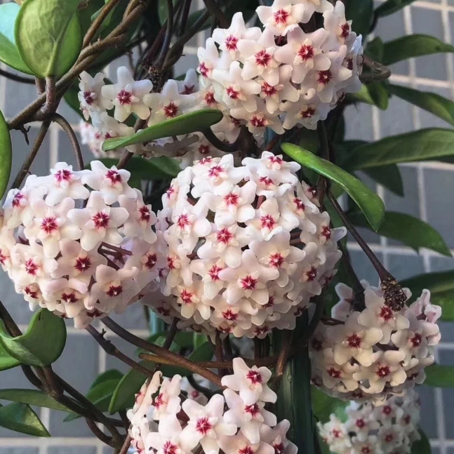 🌟Ball Orchid - Falling Stars From The Sky