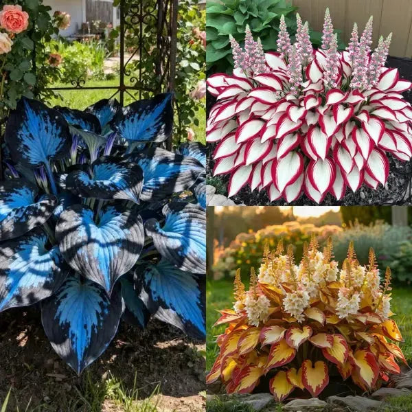 🌿 Rare Hosta Seeds — Premium. Shade-Loving Perennials with Lush Foliage🌈