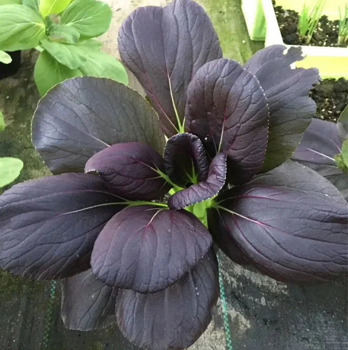 Purple Leaf Rape Seeds