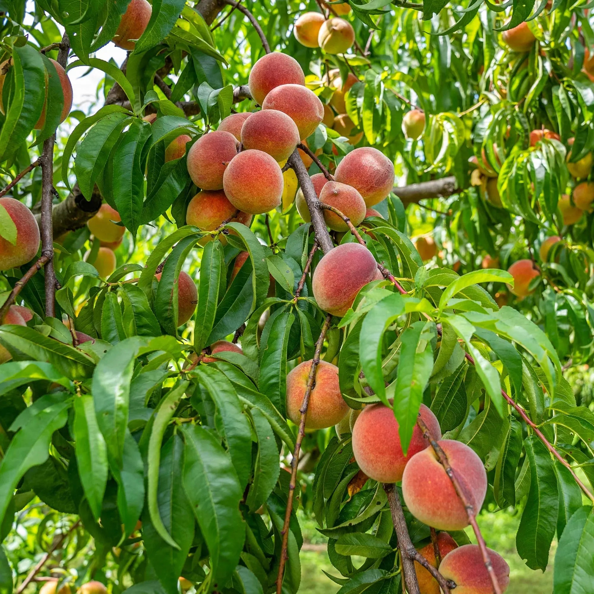 🔥 85K+ SOLD! 🍑 Heirloom Honey Red Dwarf Peach Tree Live Seeds