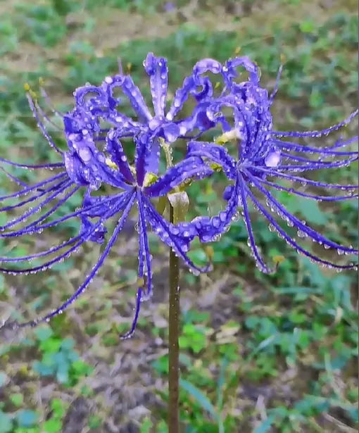 Spider Lily Bulbs-Multicolor🌈