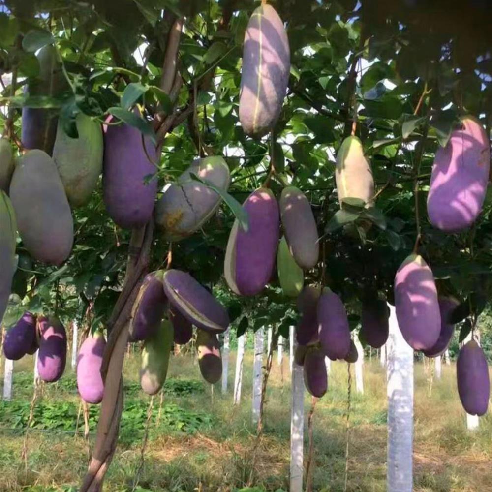 August Melon Fruit Seeds