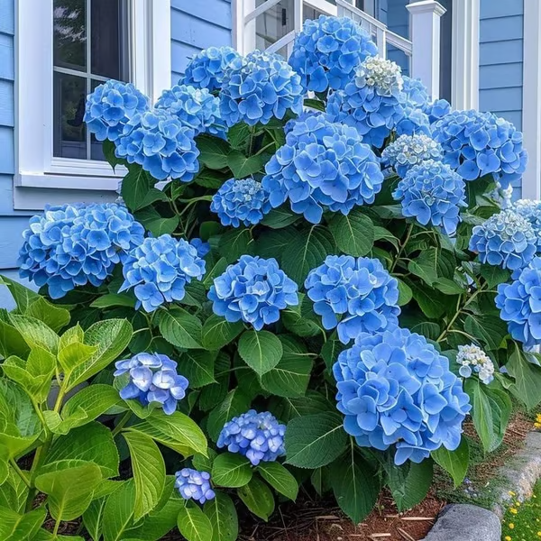 🔥 Limited Edition! Red. White & Blue Hydrangeas for America's 250th 🇺🇸