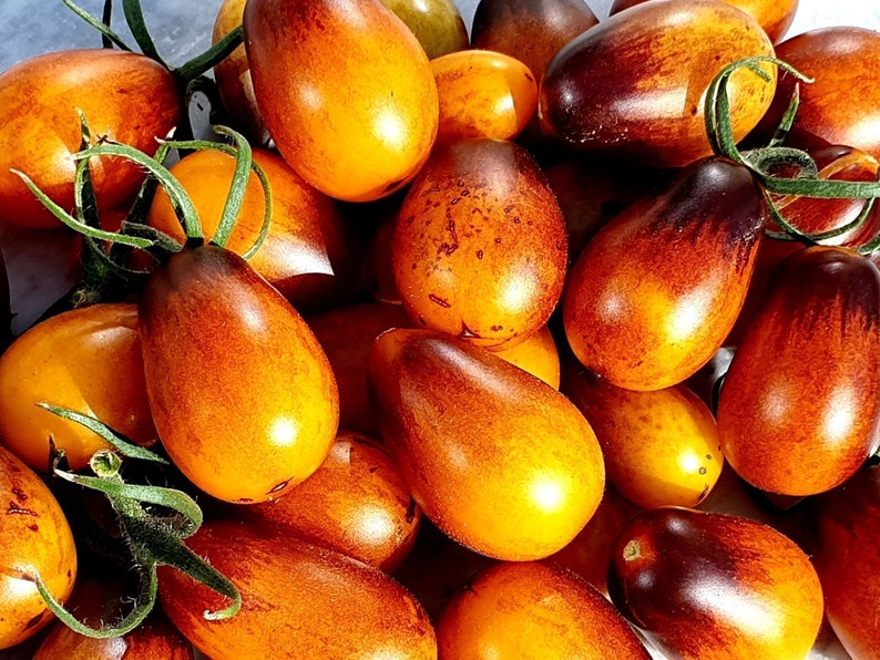 50+ Indigo Pear Drops Tomato Seeds! Heirloom. Open Pollinated. All Natural. Non GMO! Limited Quantity!