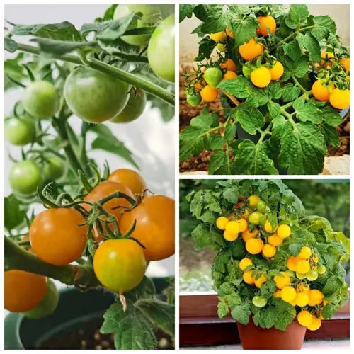 🍅🍅Potted Dwarf Tomato Seeds
