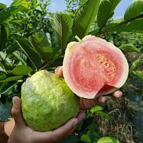 Strawberry Guava Seeds
