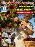 [No fruit. full refund] Premium Giant Sweet Cherry Sapling