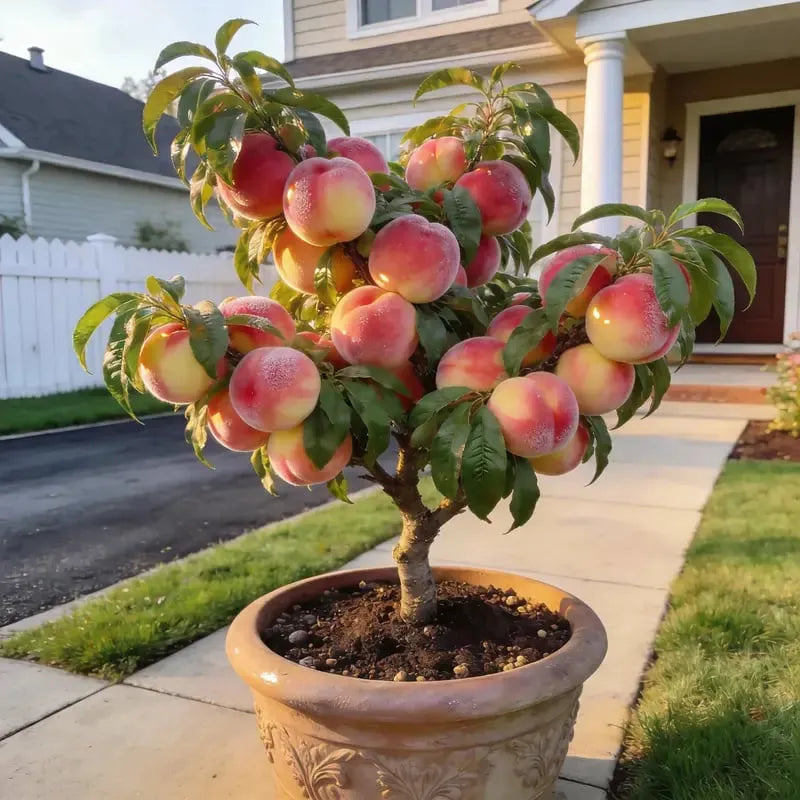🔥 85K+ SOLD! 🍑 Heirloom Honey Red Dwarf Peach Tree Live Seeds