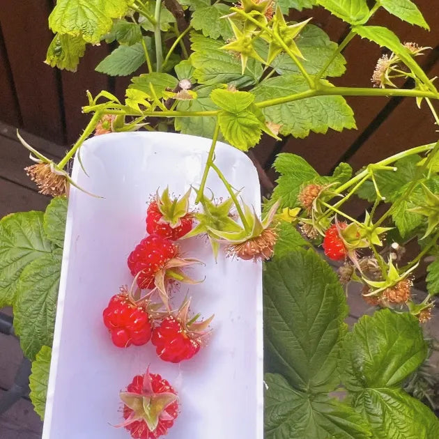 🍓Everbearing Raspberry Organic Natural Seeds
