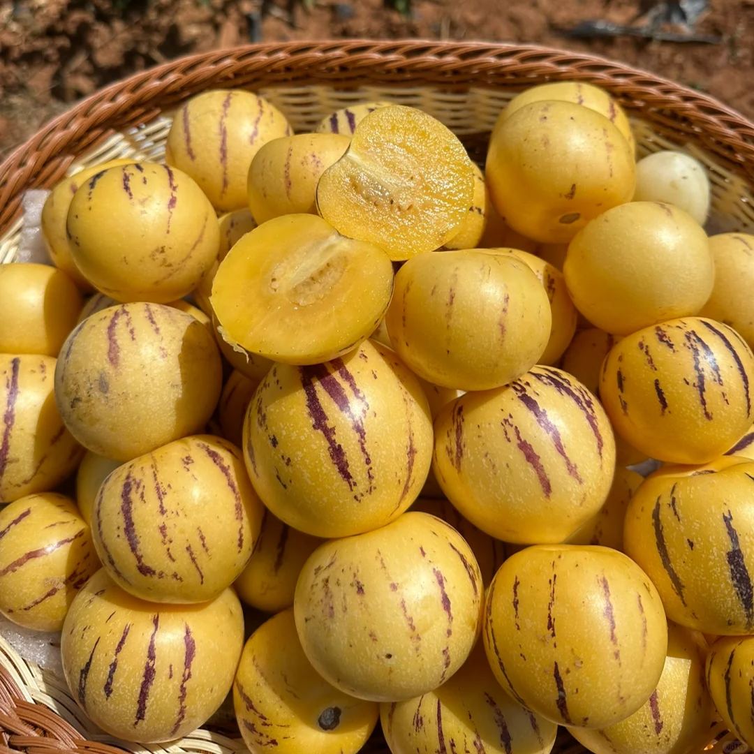 Pepino melon seeds. melon pear or sweet cucumber exotic fruit. ginseng fruit seeds