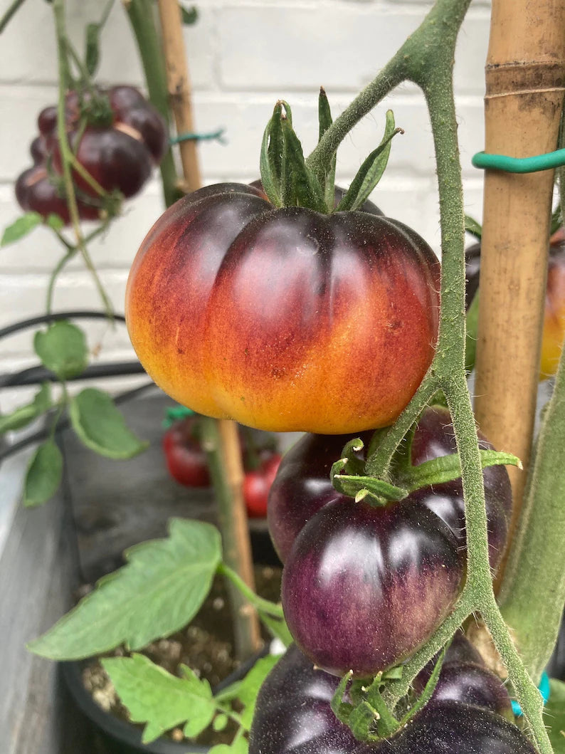 Lucid Gem Tomato Seeds Organic. Heirloom Tomatoes