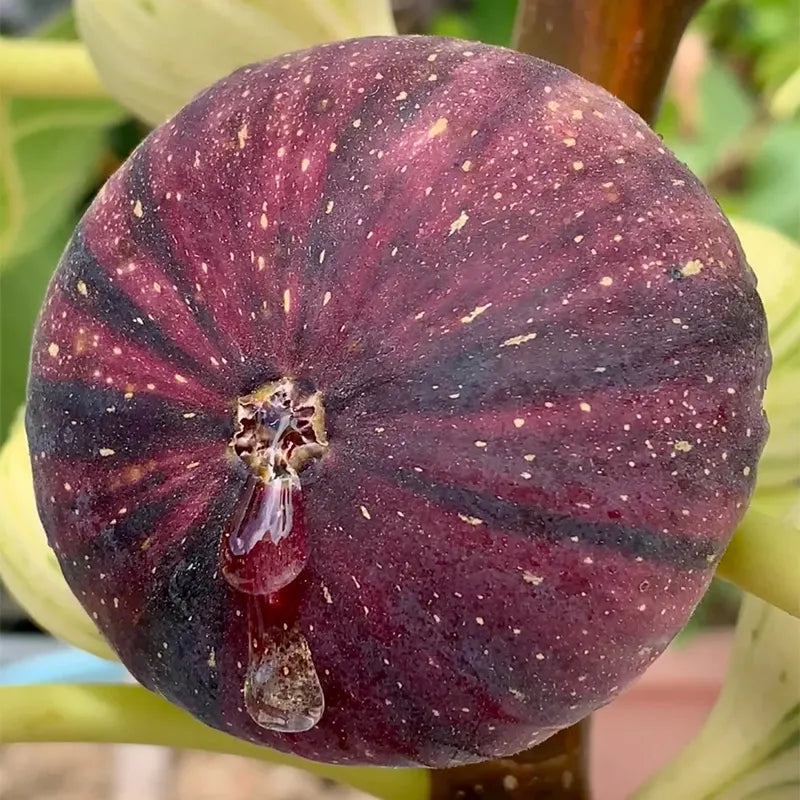 🌈Rainbow Figs (BNR Figs) – Pretty And Delicious