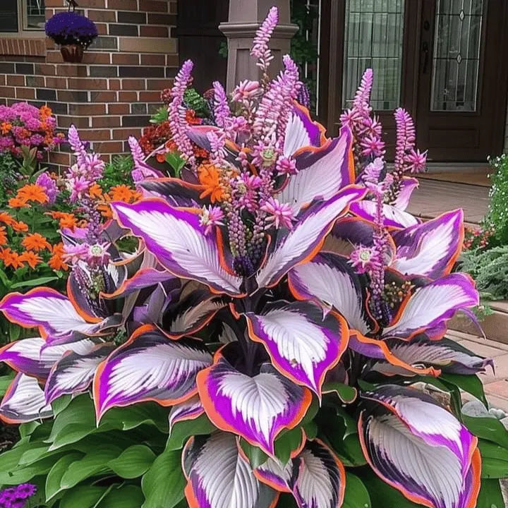 🌿 Rare Hosta Seeds — Premium. Shade-Loving Perennials with Lush Foliage🌈