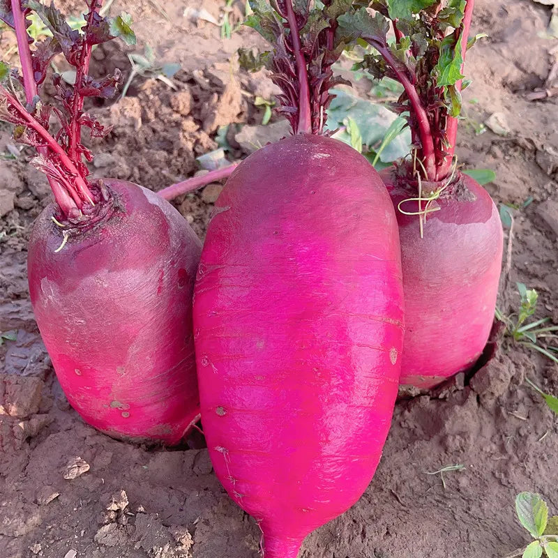 🥕Pineapple Fruit Radish Seeds