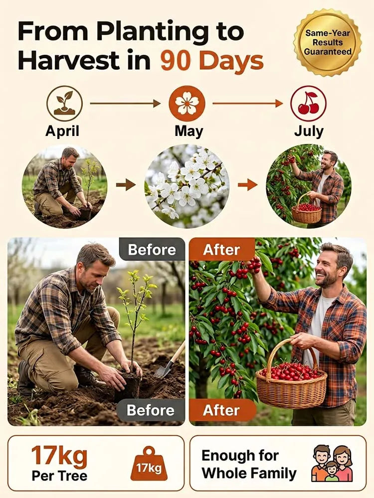 [No fruit. full refund] Premium Giant Sweet Cherry Sapling