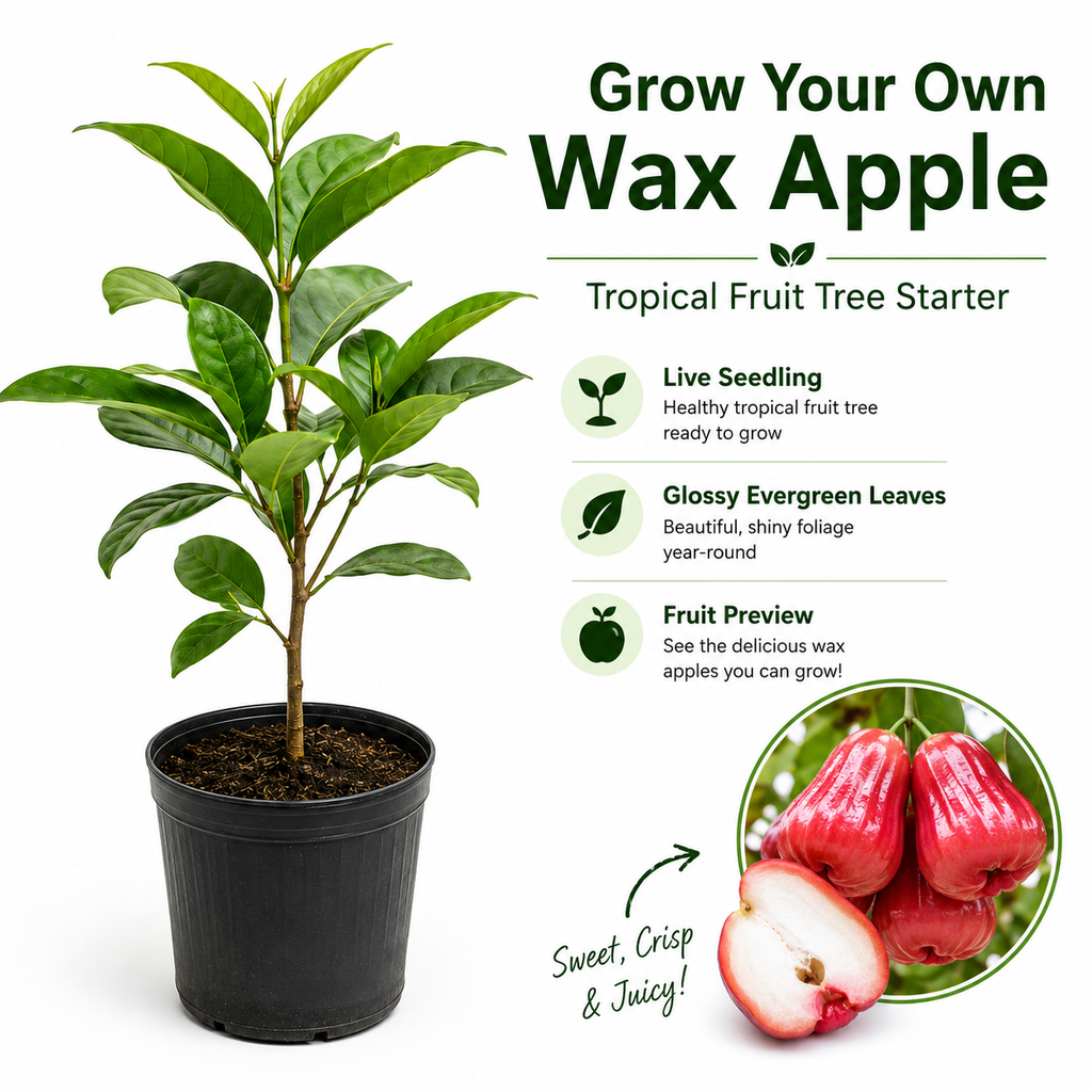 Live Wax Apple Tree Starter – Sweet. Crisp Tropical Fruit