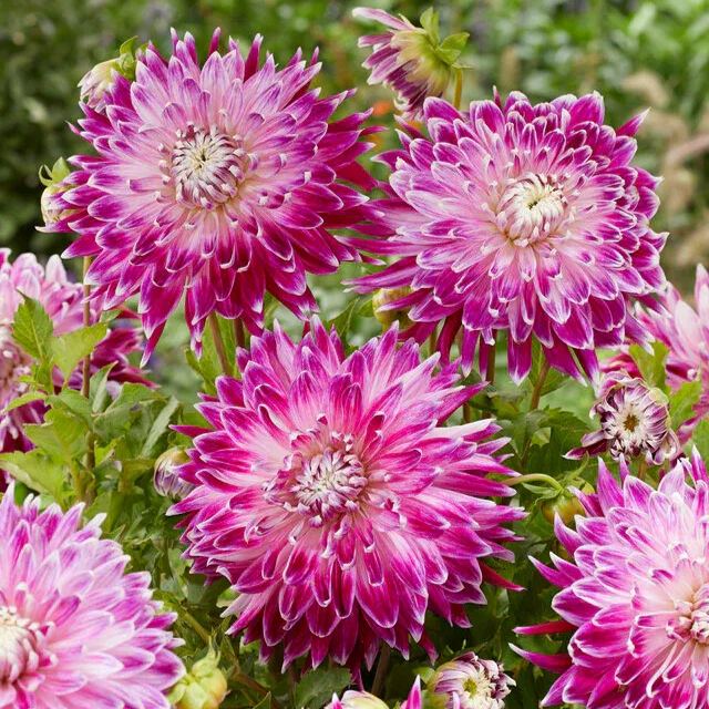 🌸Dinnerplate Dahlia Bulbs – Giant Show-Stopper Blooms