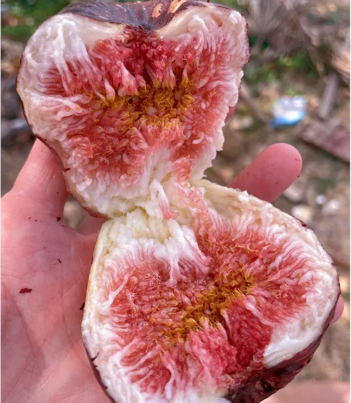 Fig Tree Seeds (Ficus carica). Sweet Fruit Shrub