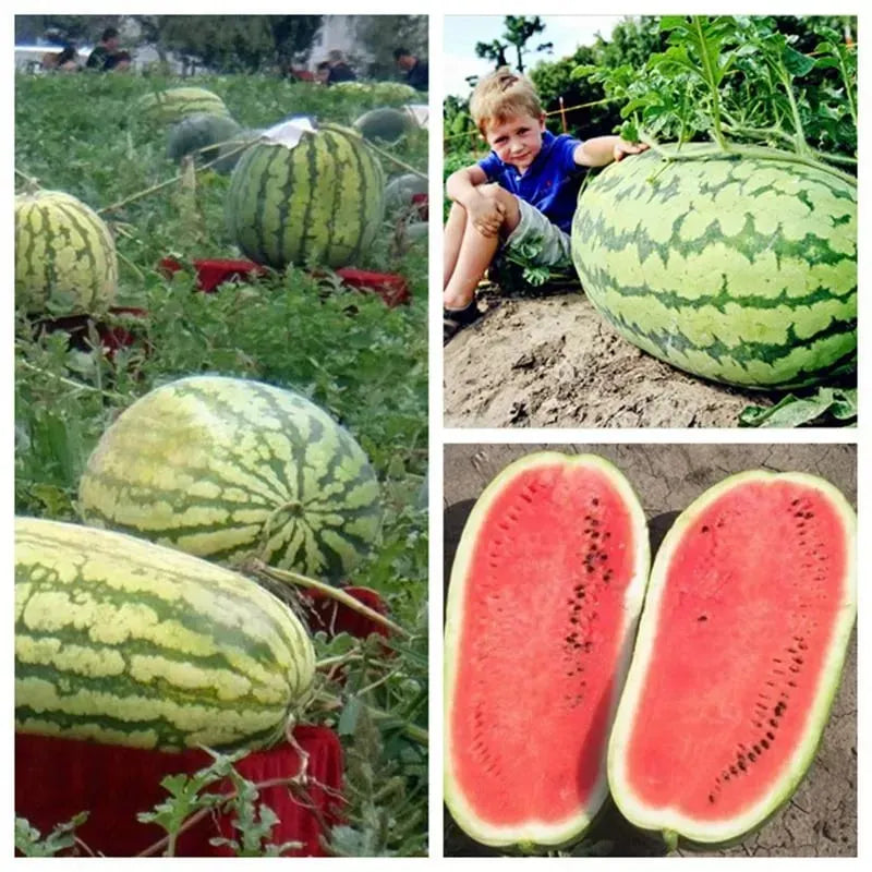 🔥⏰Last Day 70%OFF - 🍉Lazy Man's Watermelon Seeds