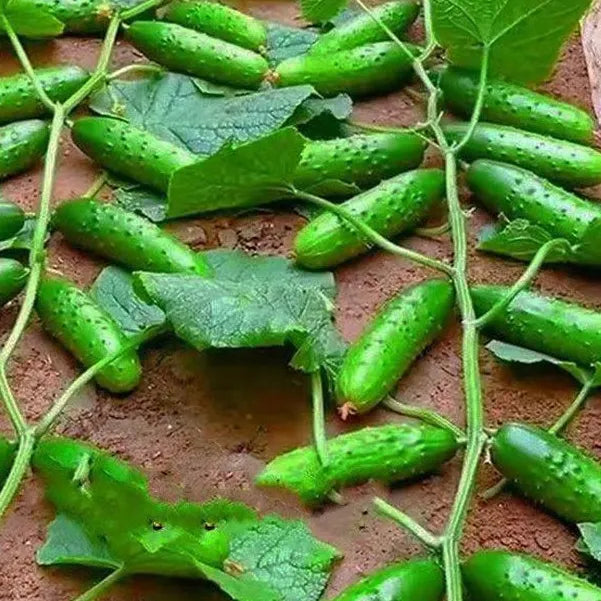 Crawling Cucumbers Seeds