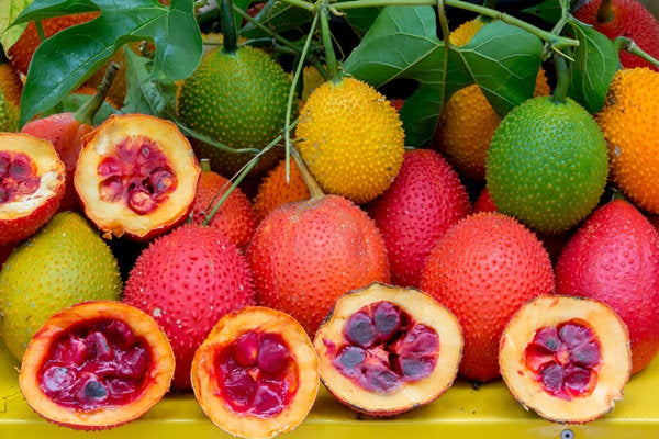 Gac fruit seeds. Gac Melon Vine Momordica Cochinchinensis seeds