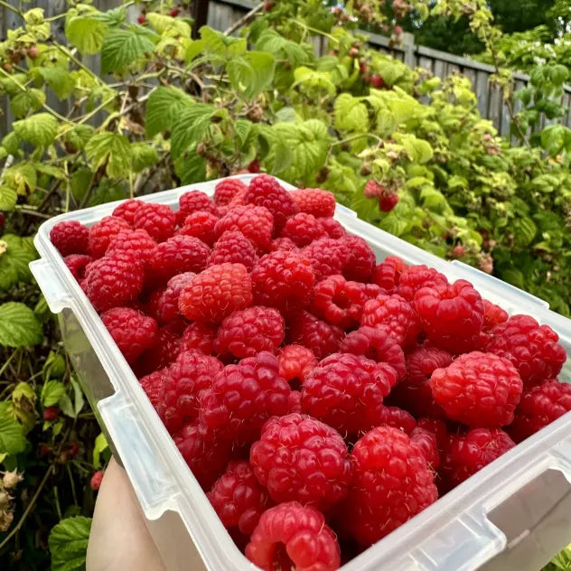 🍓Everbearing Raspberry Organic Natural Seeds