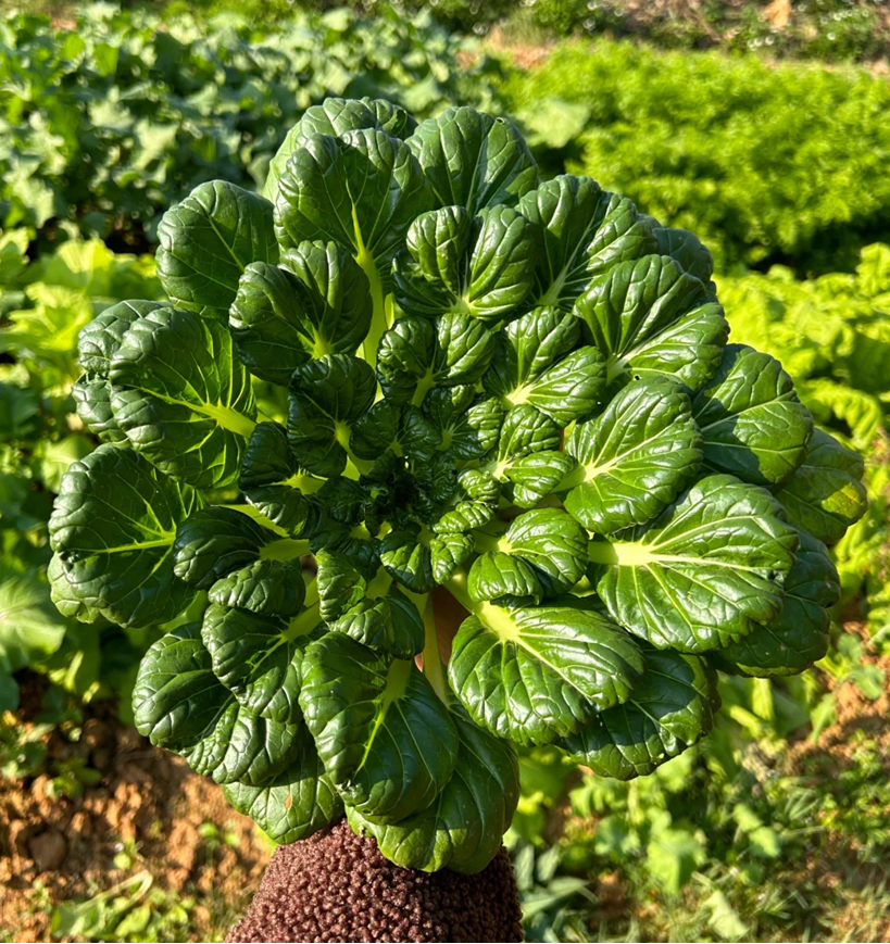 WuTat Choy: Vitamin dish