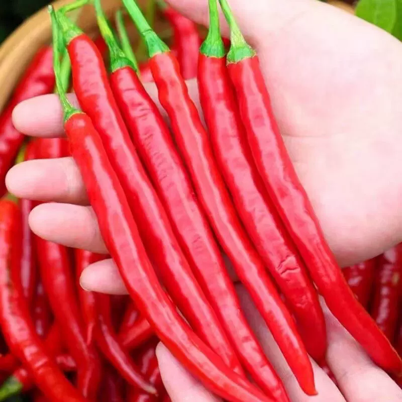 Beauty Pepper Seeds