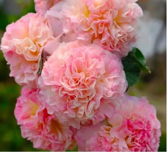 🏆 50K+ SOLD!🌺Double Hollyhock Seeds – Fall & Winter Planting. Perennial Blooms & Stunning Garden Elegance 🍂
