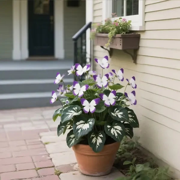 🏆 50K+ SOLD! 🦋🌸 Moonlight Butterfly Flower Seeds – Fall & Winter Planting. Perennial Blooms & Stunning Garden Elegance 🍂