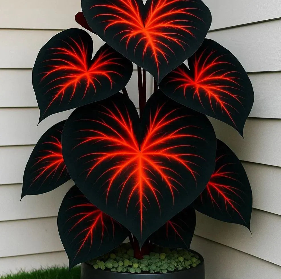 🌈 Giant Caladium Bulbs 🎊The color wizard that creates a dream garden 🌿✨