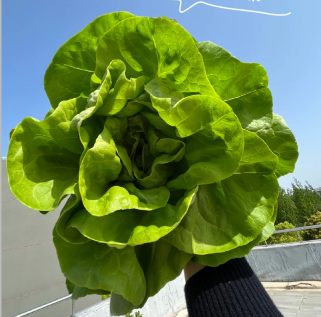 Organic Lettuce Seeds 'Purple'
