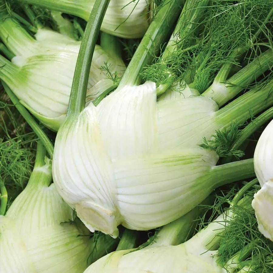 🌿✨ Bulbing Fennel Seeds – Flavorful. Fragrant. and Beautiful! 🍽️🌱