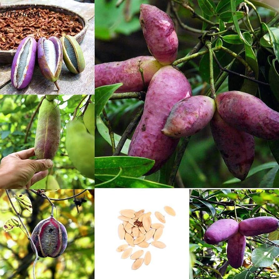 August Melon Fruit Seeds