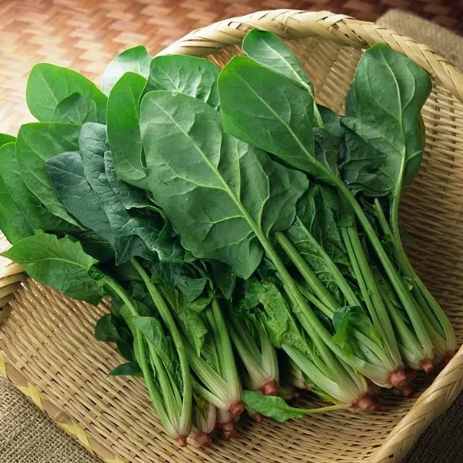 🥬Four Seasons Red Stem Spinach - The Eggs of Vegetables