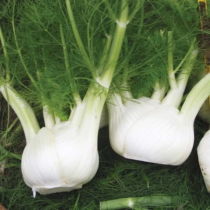 🌿✨ Bulbing Fennel Seeds – Flavorful. Fragrant. and Beautiful! 🍽️🌱