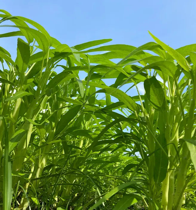 Three-Pronged Water Spinach Seeds