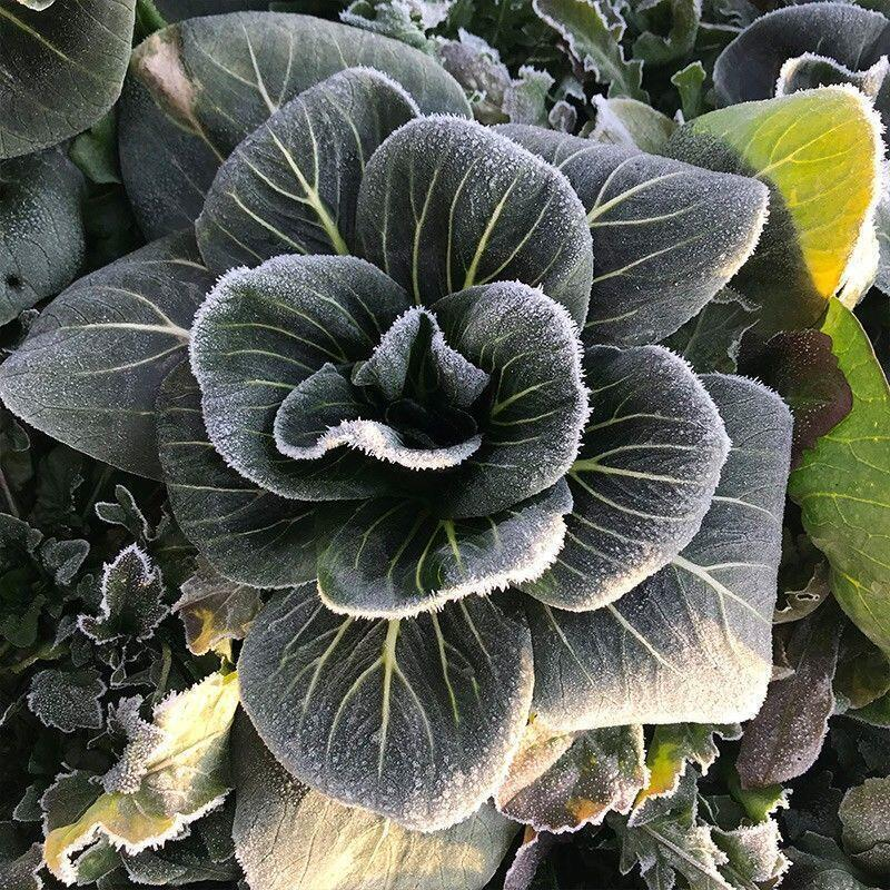 Black Pak Choi Seeds