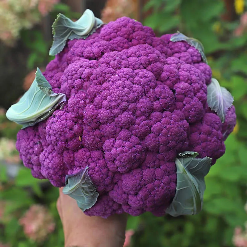 Pagoda Vegetable Seeds
