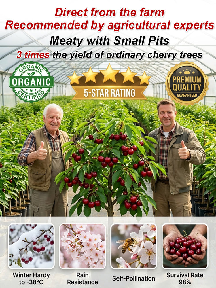 [No fruit. full refund] Premium Giant Sweet Cherry Sapling